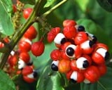 Guarana